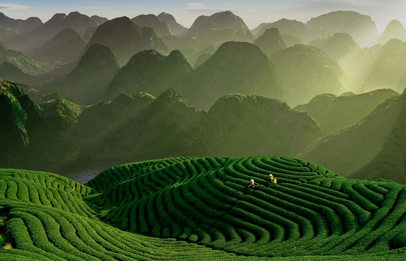 414 - THE TEA GARDEN 2 - CHIAN TSUN-HSIUNG - taiwan.jpg